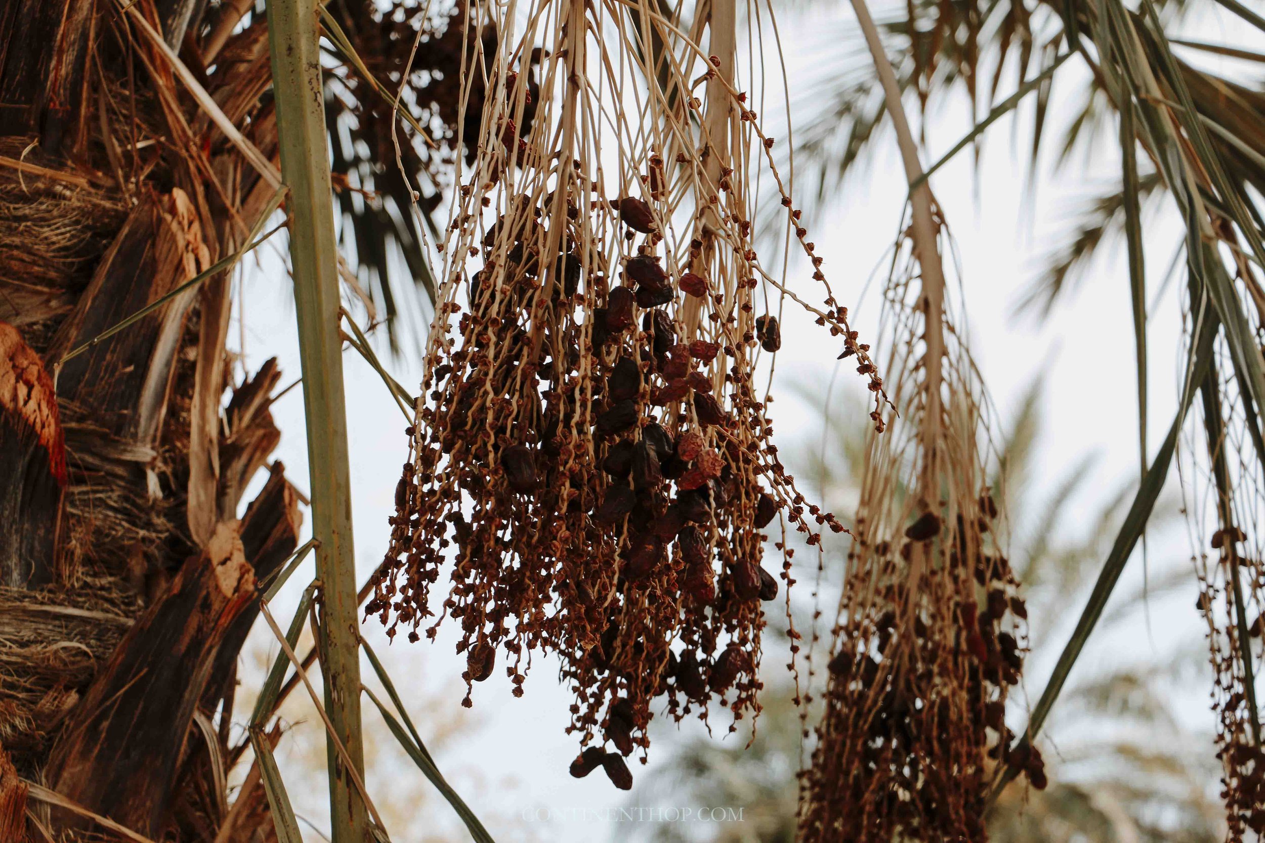 Dates growing on a tree in Marrakech on a luxury desert tours from marrakech