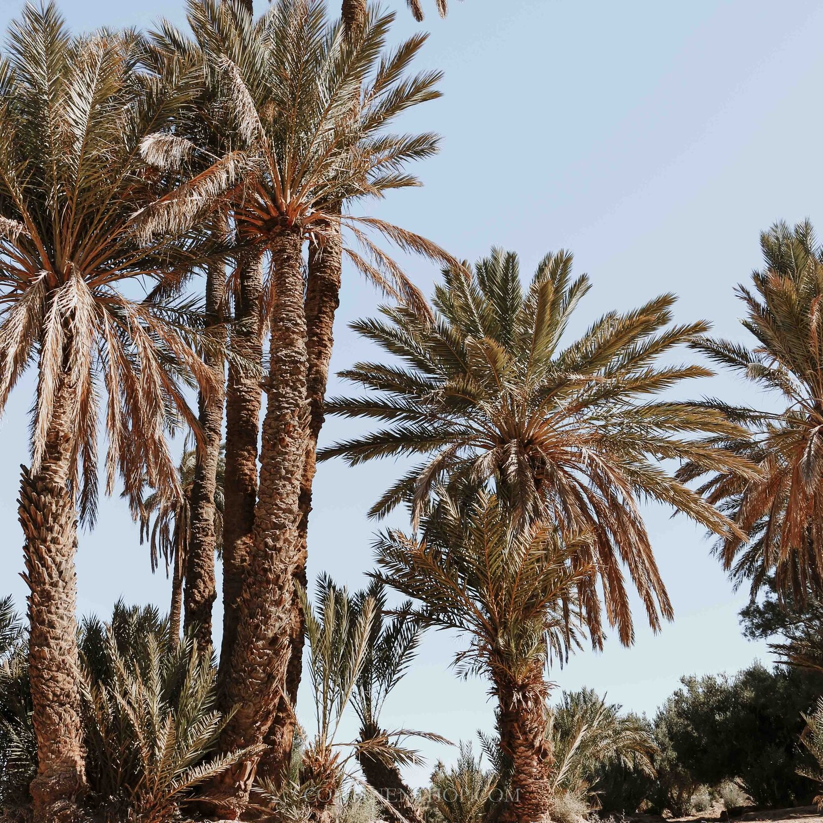 Palm trees in Morocco on a 3 days trips from marrakech to merzouga