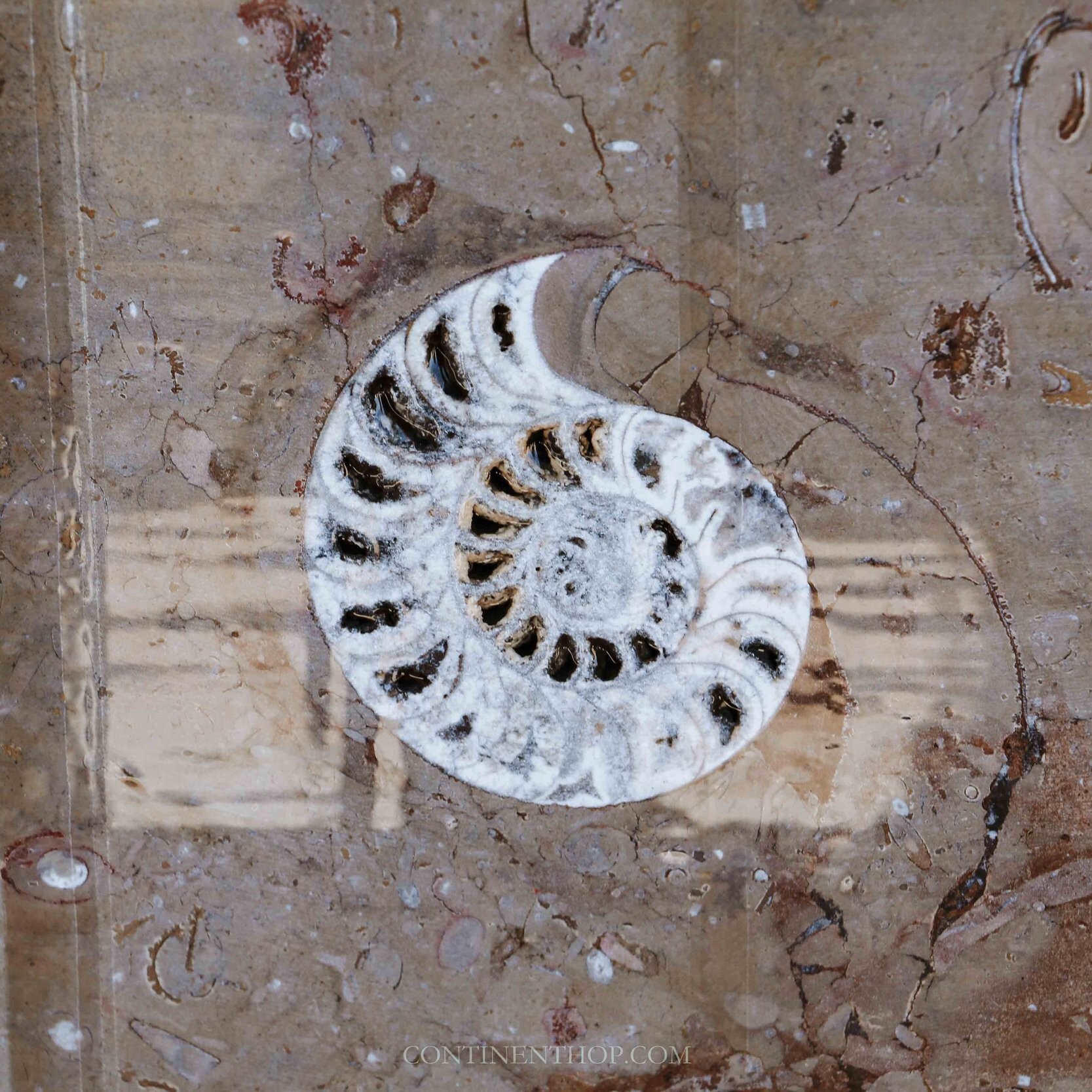 Fossils in a village in Morocco on a morocco desert trips