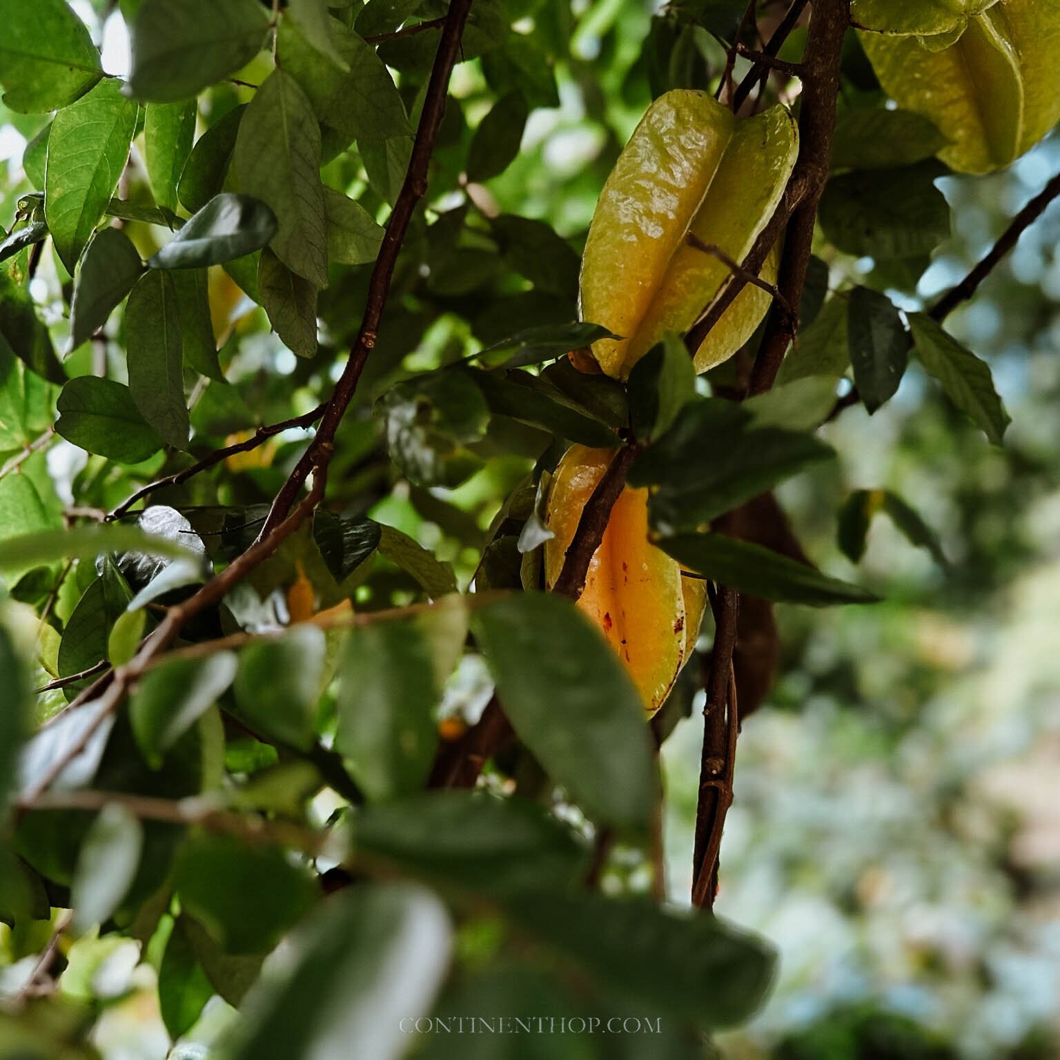 Star fruit hanging from the tree in December best time to visit Grenada Caribbean