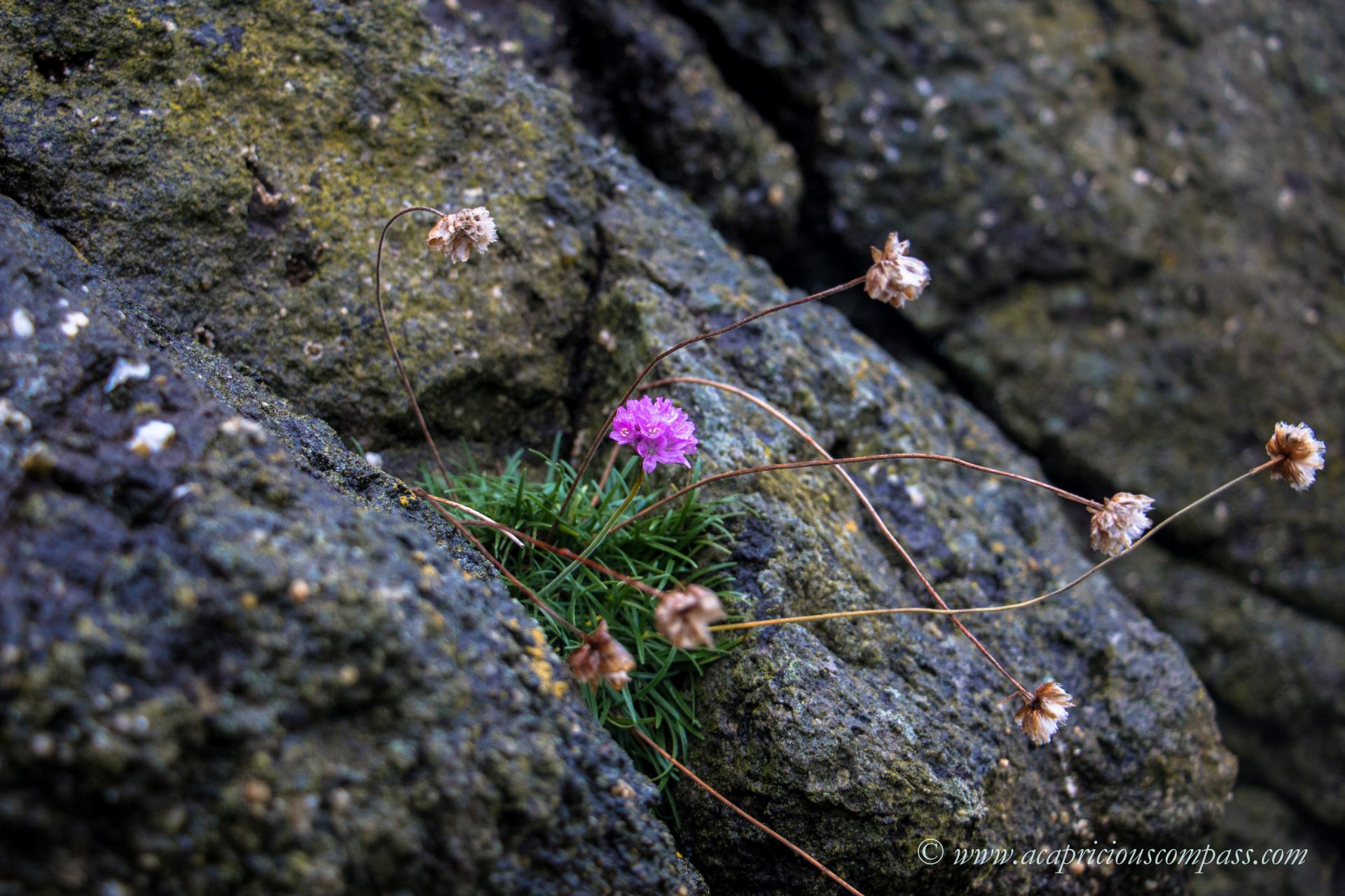 Wild Flowers on the The gobbins cliff path