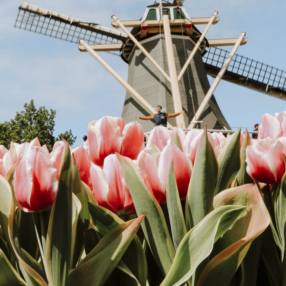Person standing on a windmill with pink tulips in front at the holland tulip festival