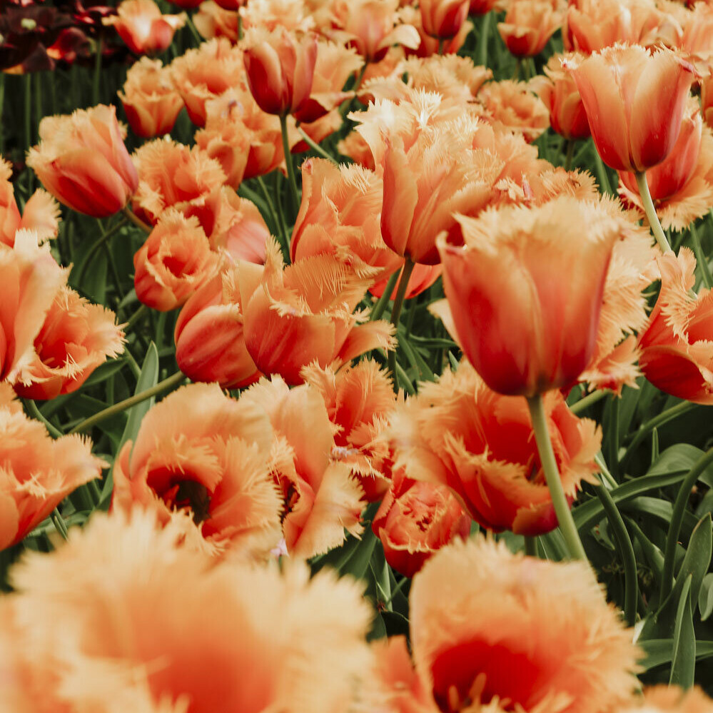 Orange tulip bulbs at the holland tulip festival