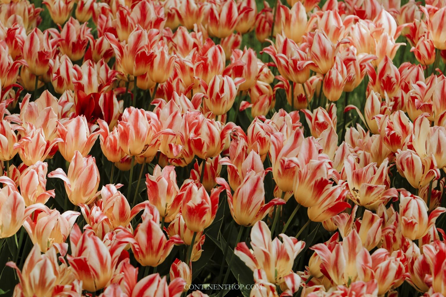 Striped red colored tulips at the tulip festival Amsterdam 2020