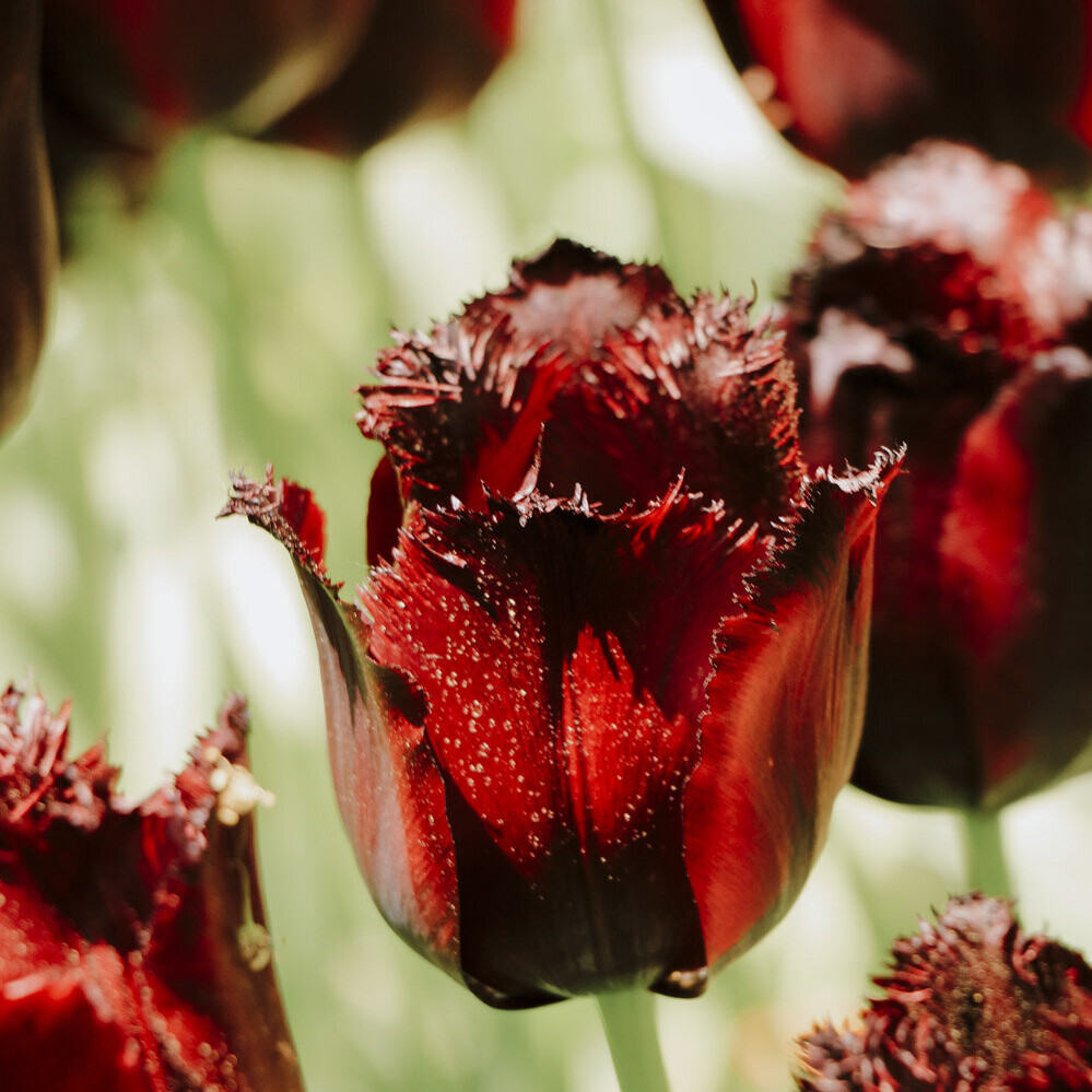 Deep red tulip bulbs at the amsterdam flower festival