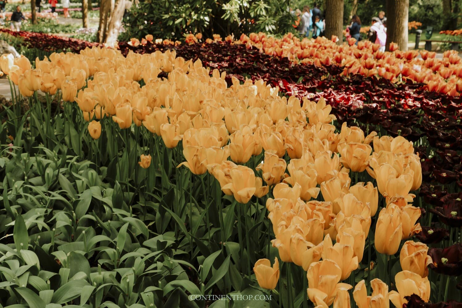 Tulips arranged in rows at the Keukenhof for the Amsterdam tulip flower festival