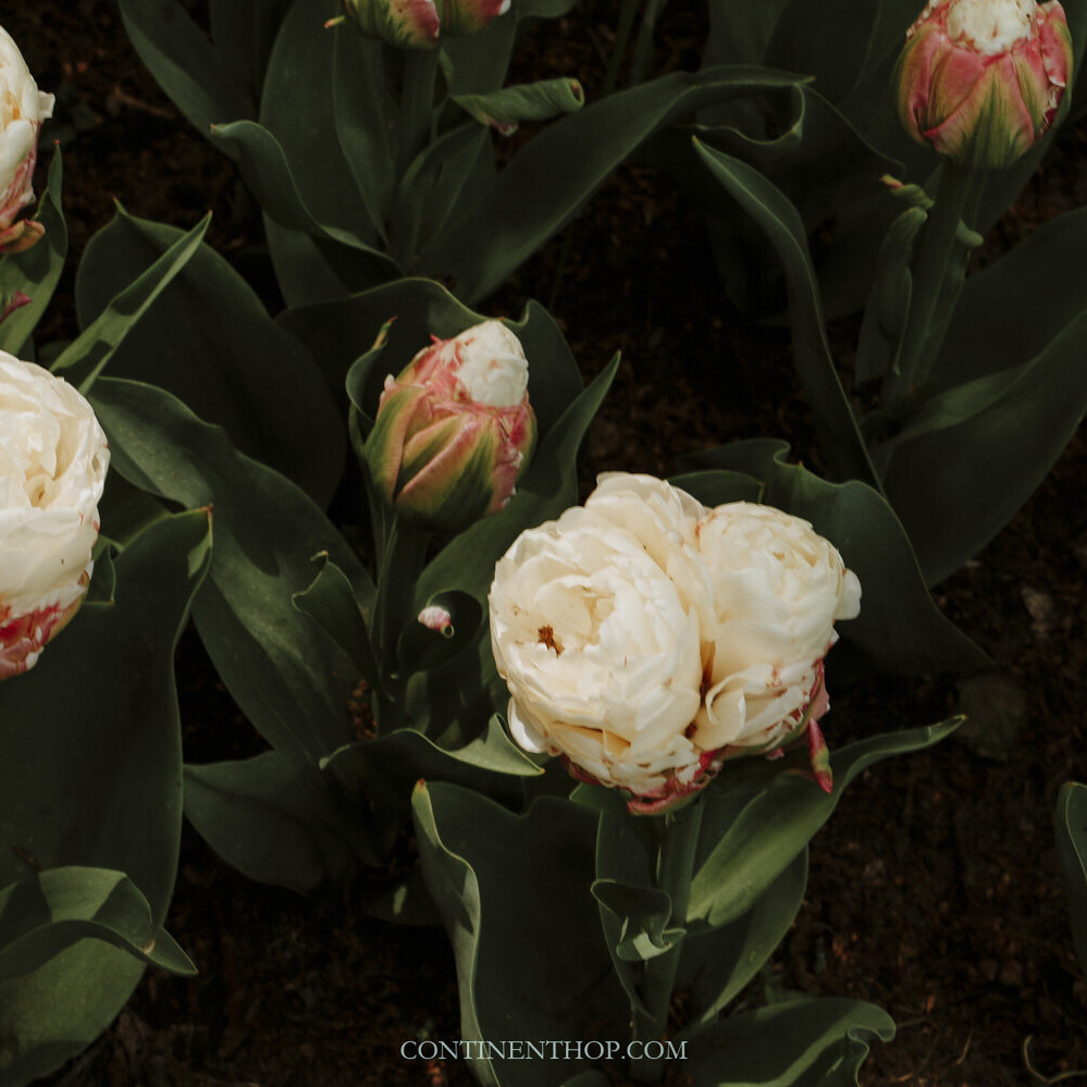 White and Red peonies at Keukenhof tulip gardens