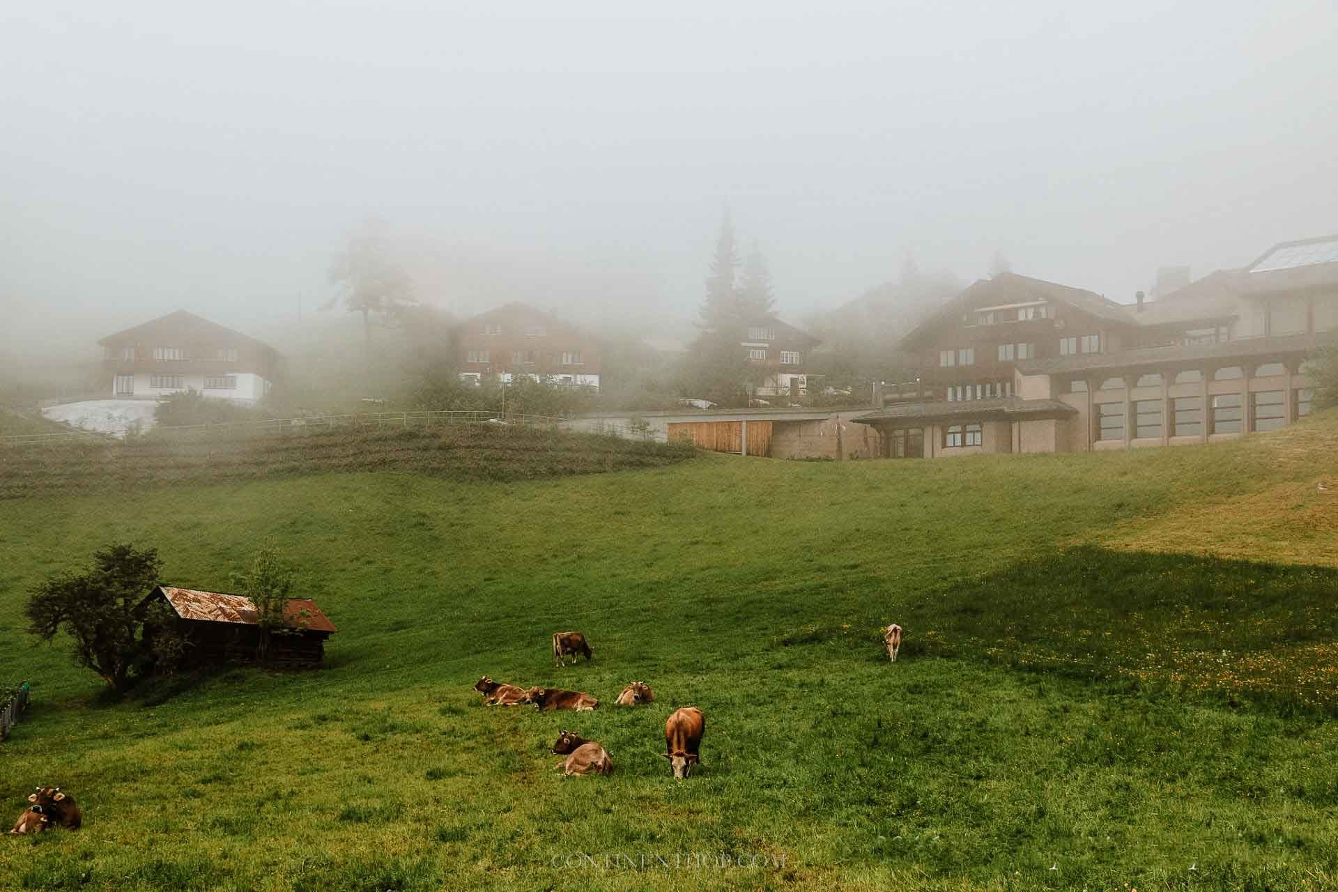 Cows grazing on the outskirts in Lucerne in how many days in lucerne things to see in lucerne