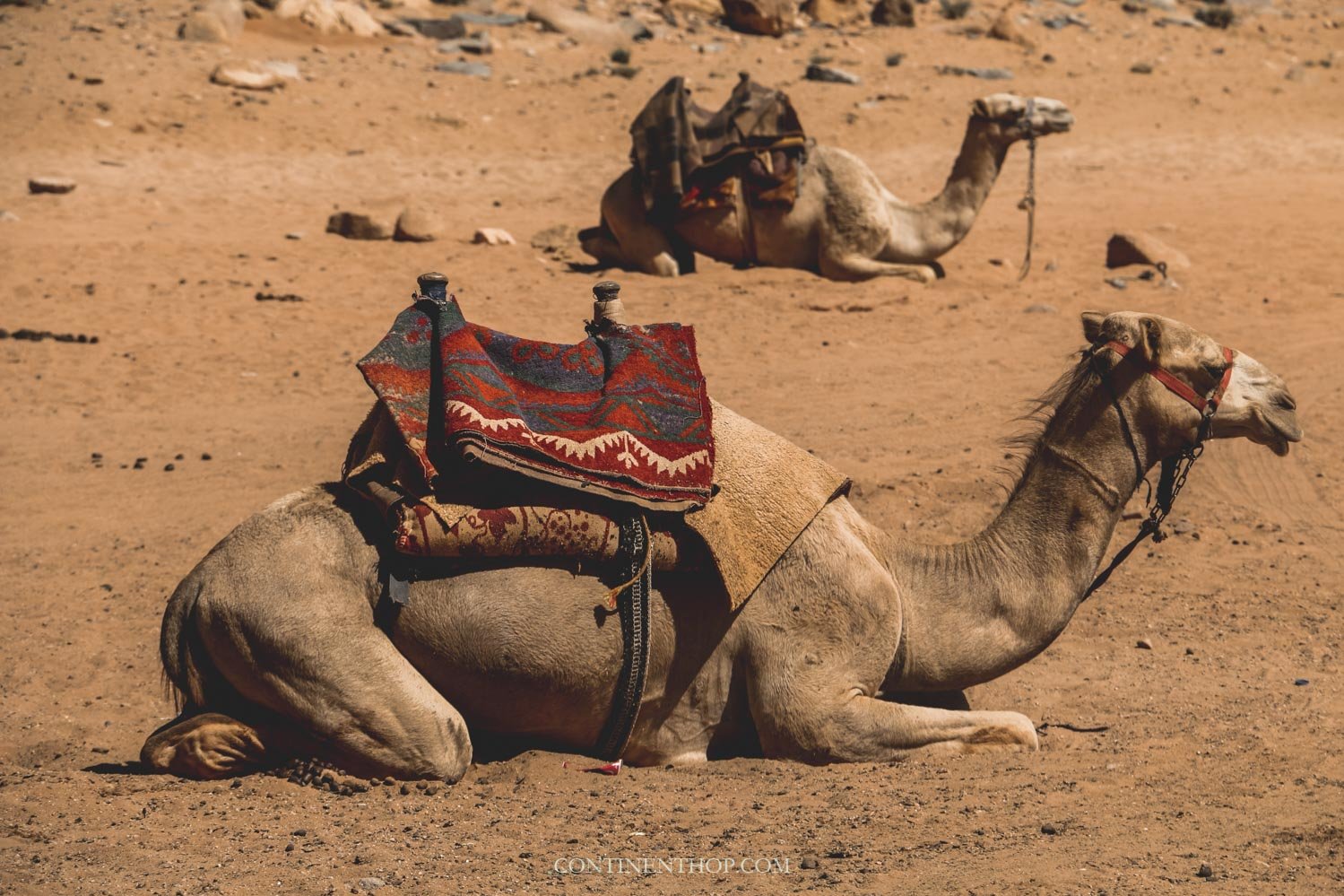 guide to petra: camels resting inside petra jordan while visiting petra jordan