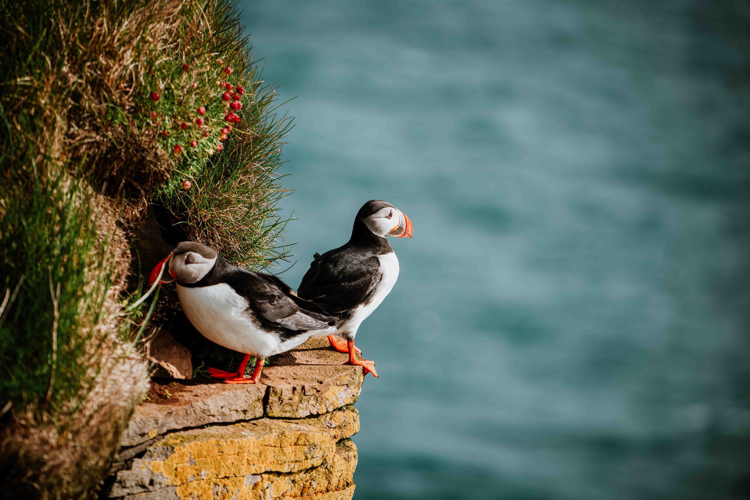 Puffins on ledge in spring in ireland in may in ireland