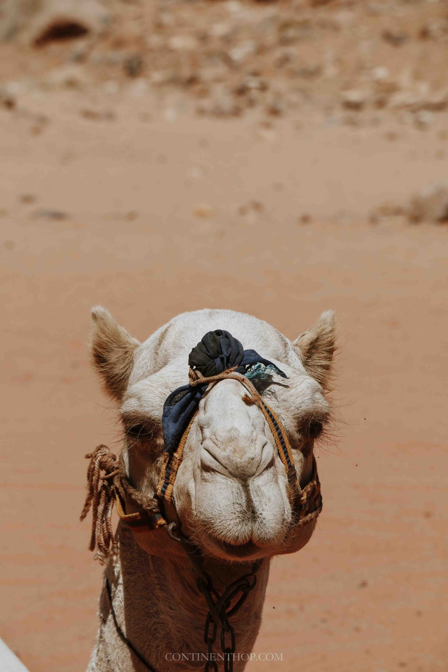 Jordan country image of the face of a camel in Wadi Rum