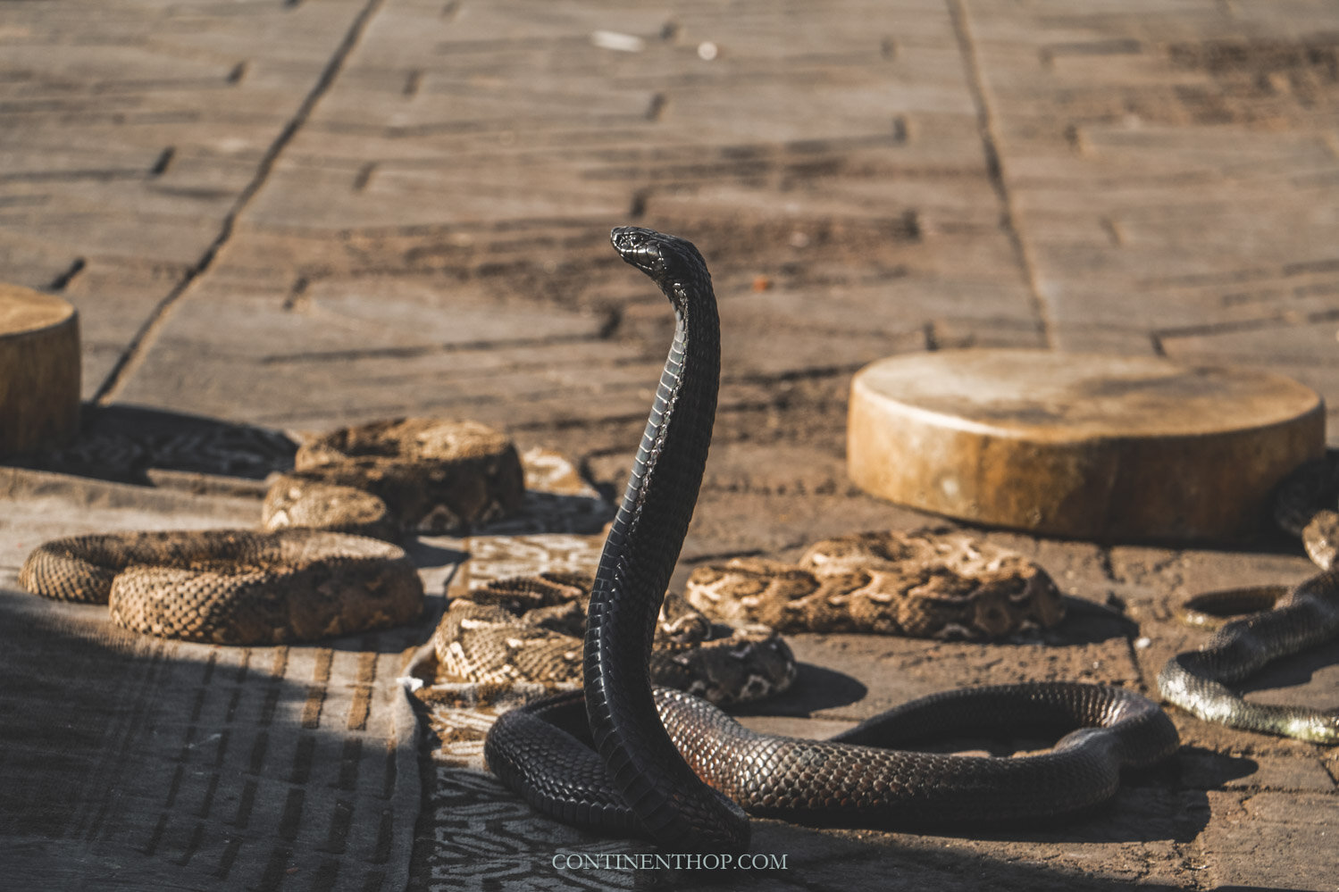 a snake near the souks of Marrakech in Djemaa el Fnaa square