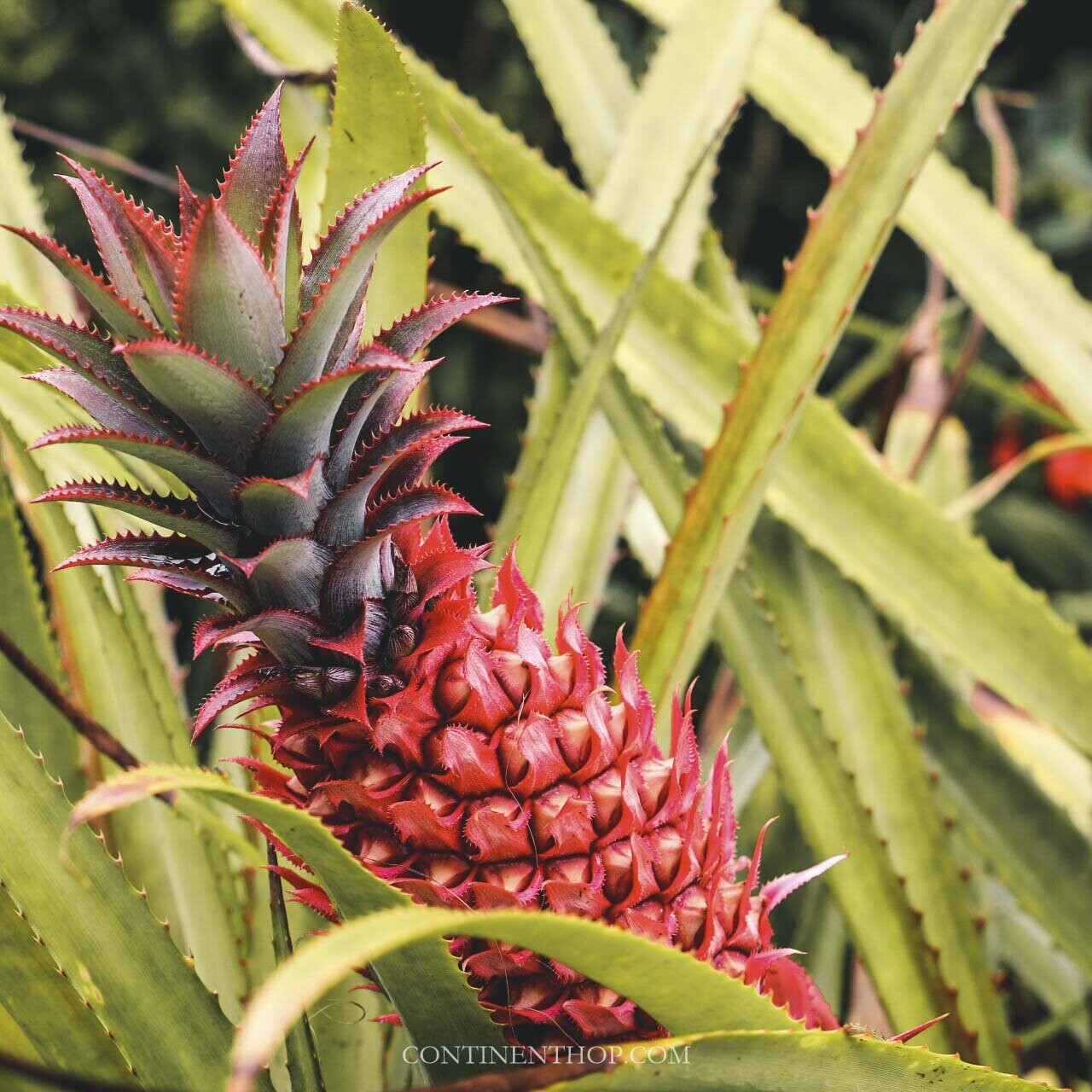 Picture of a red pineapple in Mauritius