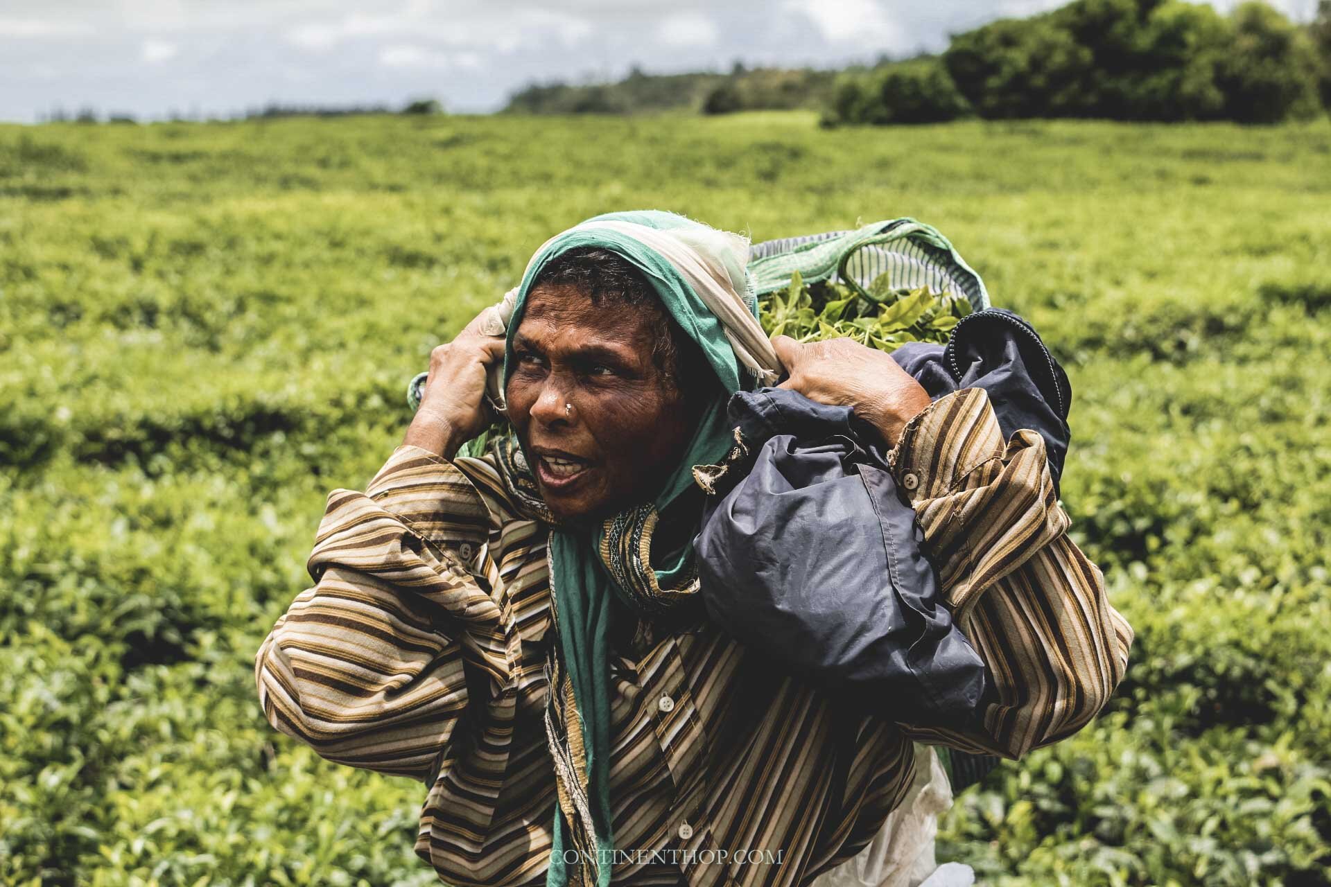 Image of a lady in Mauritius picking tea leaves