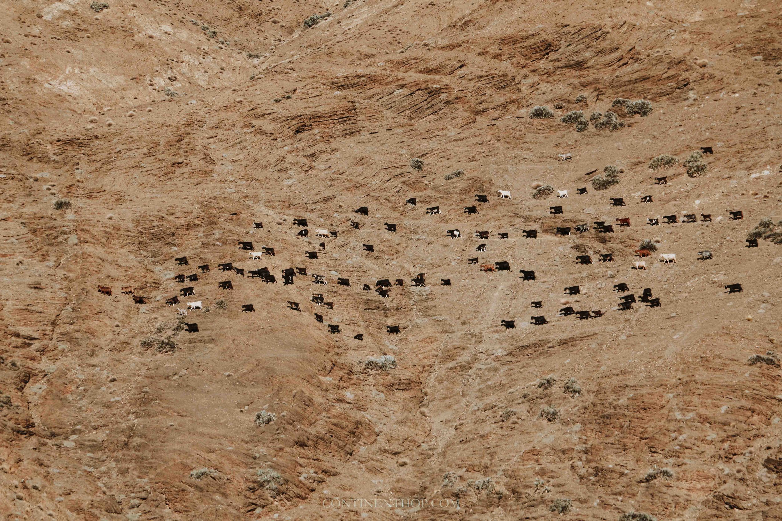 black sheep grazing on a morocco road trip
