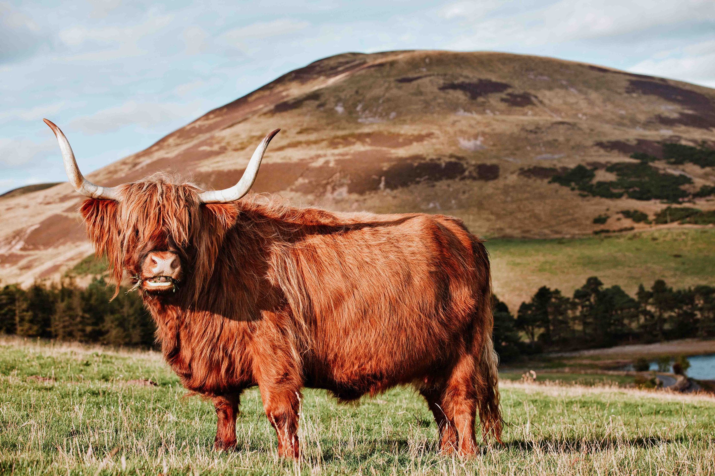 A cow looking at the camera in the highlands in Scotland in Springtime in Scotland