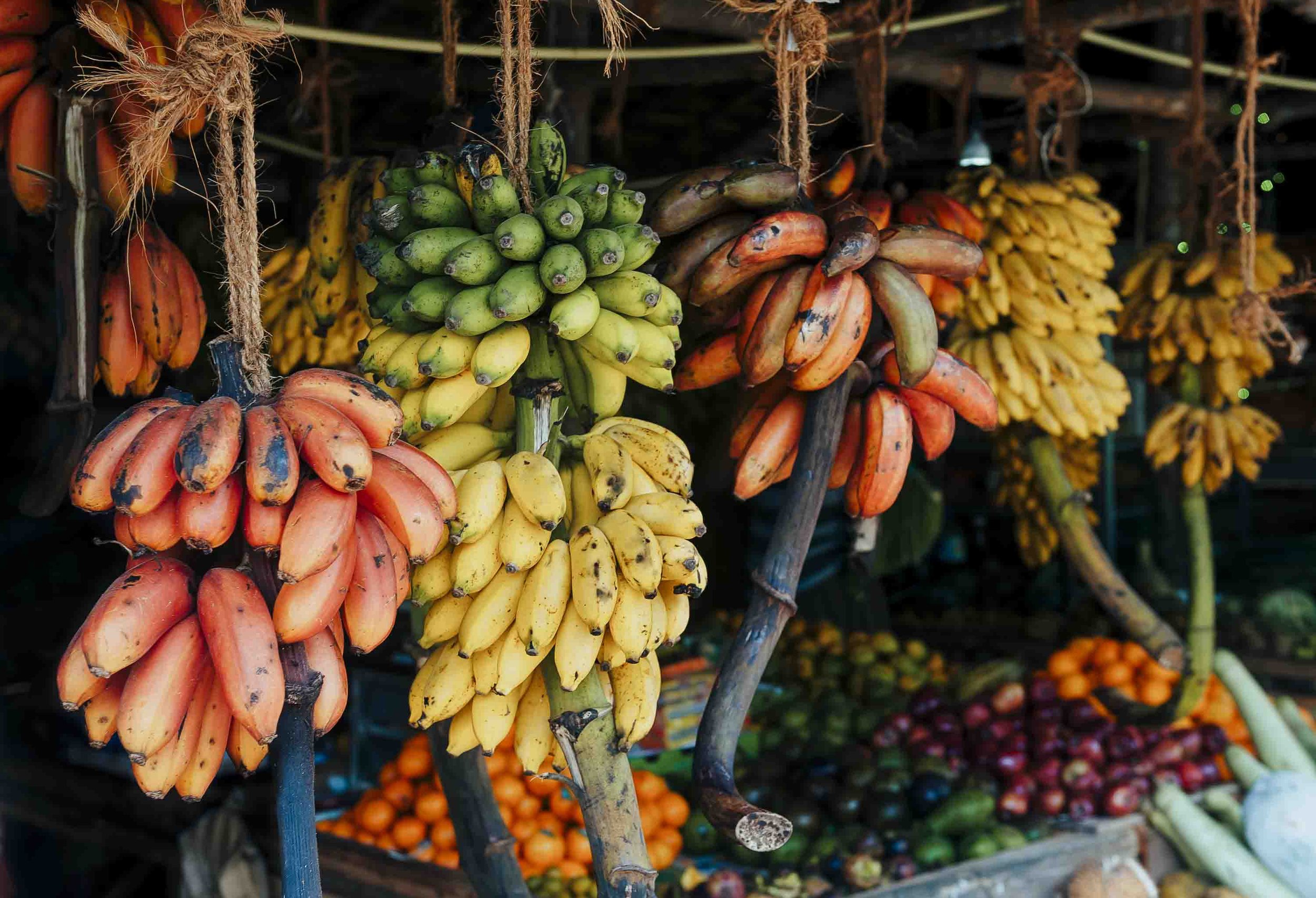 Bananas hanging on ropes in a market in Kalpitiya