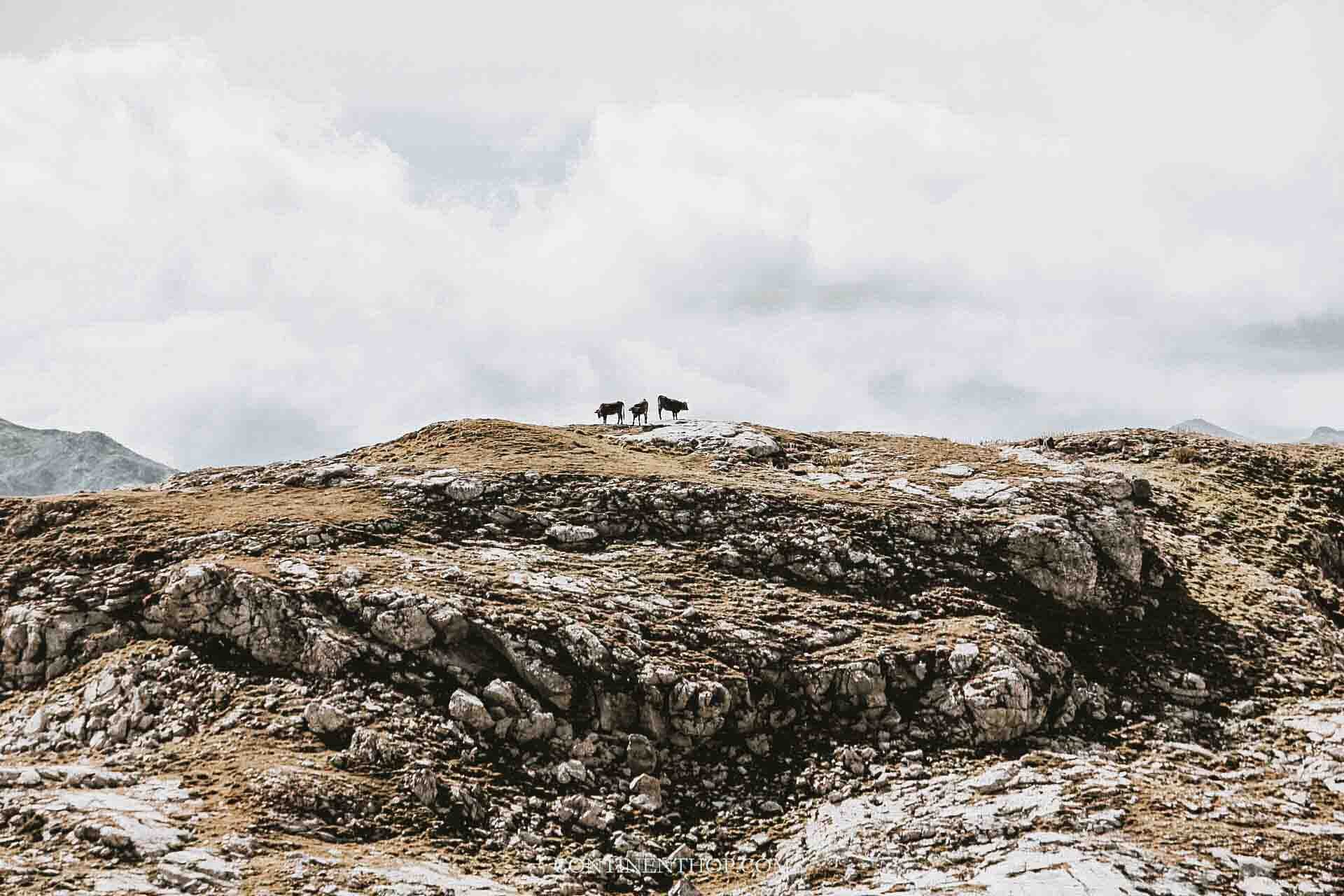cattle in picos de europa - things to do in santander spain