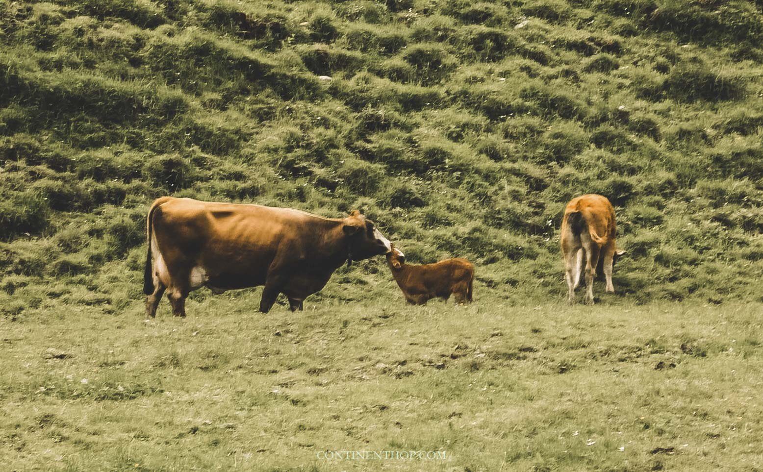 a cow and a calf near seealpsee near ebenalp