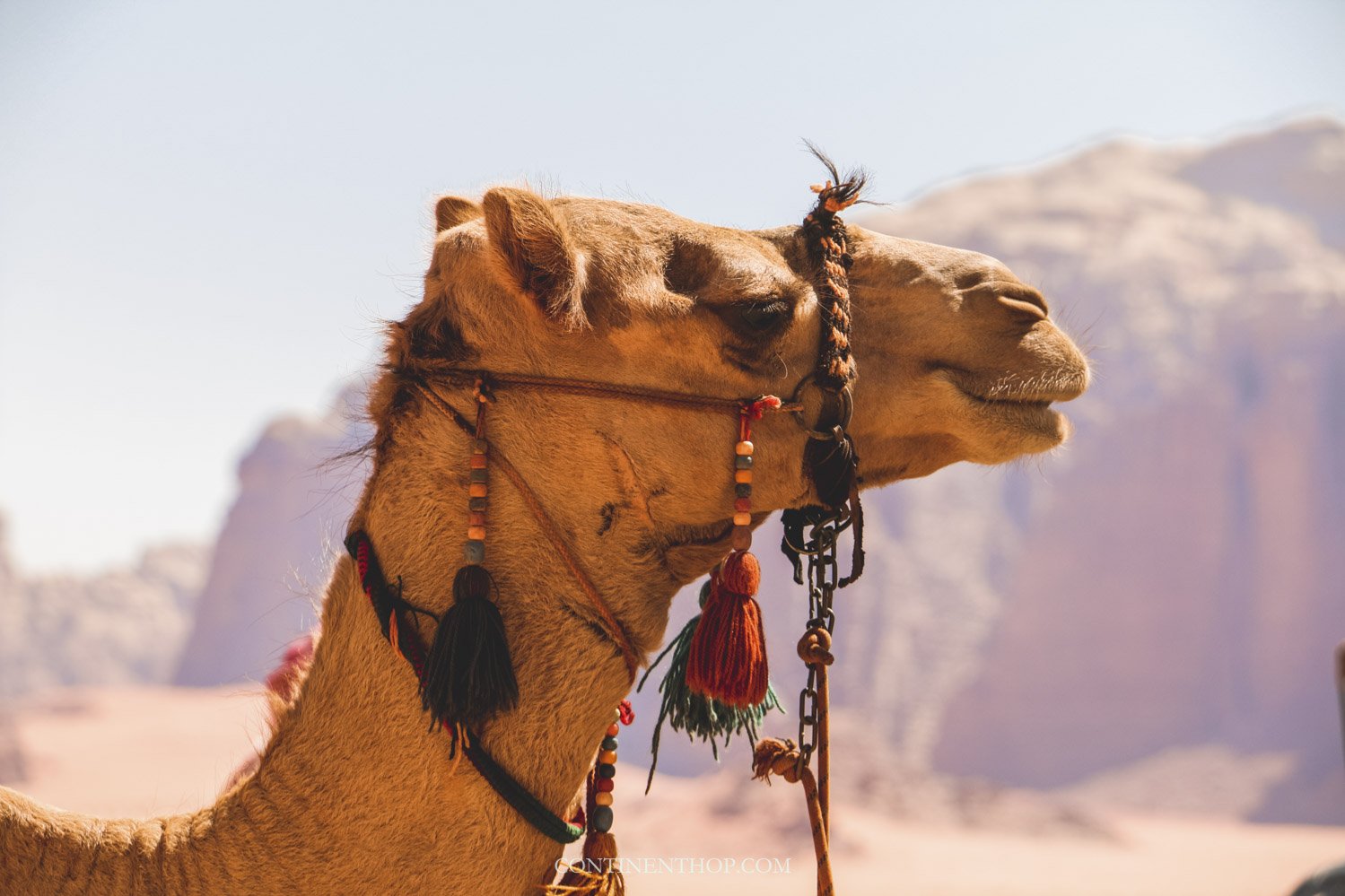 What to do in Jordan see a Camel in Wadi Rum