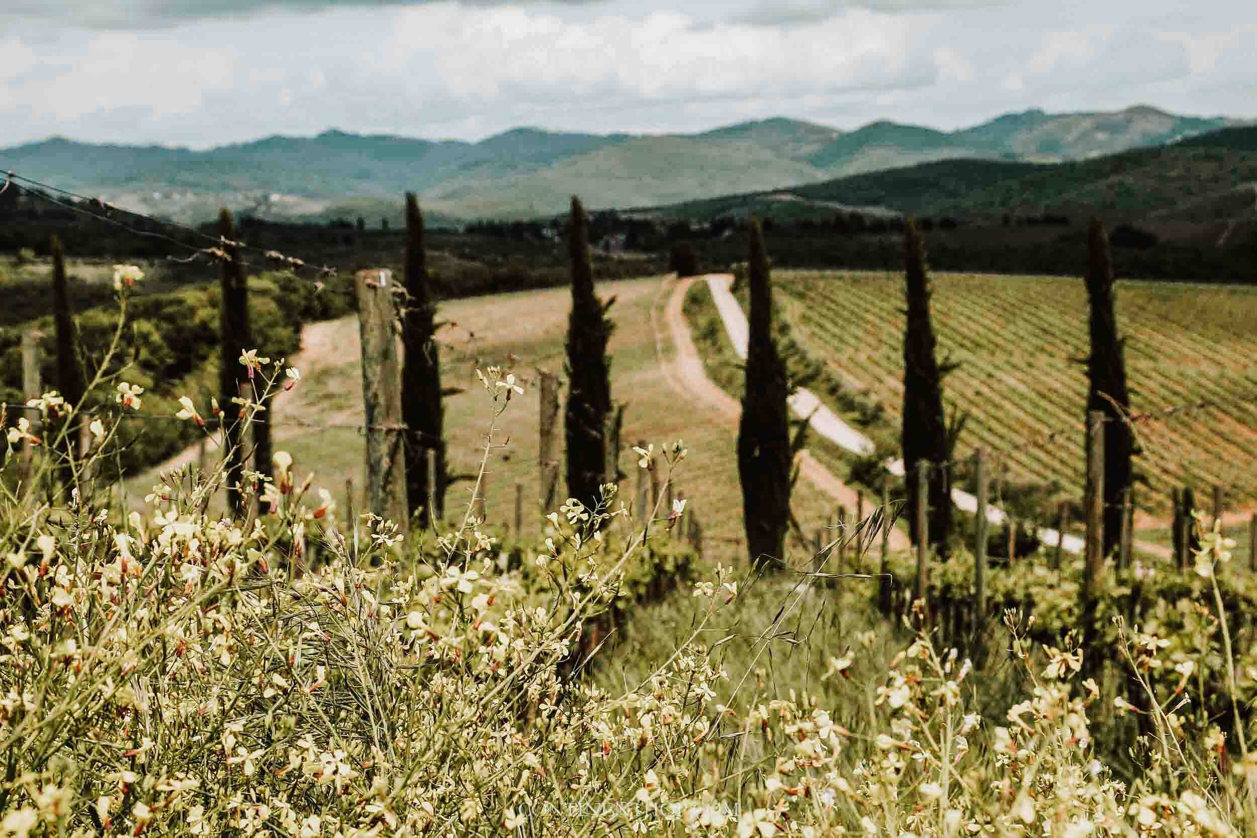 Rows of vineyards in Tuscany one of the hottest places in May Europe