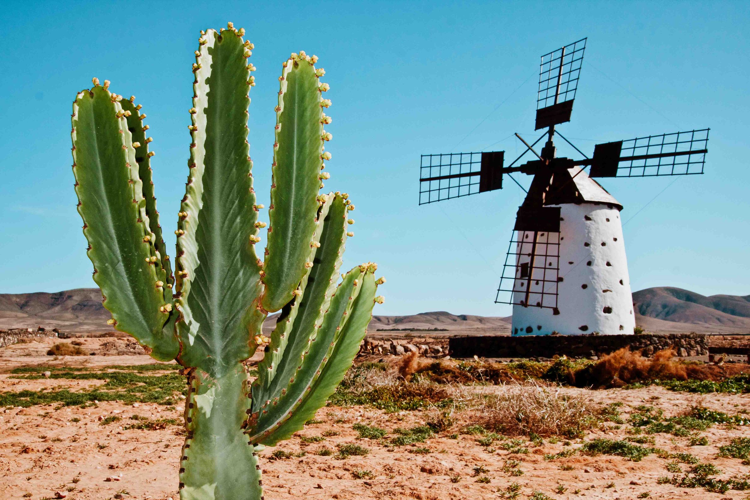 Cactus and a traditional windmill in Fuerteventura the hottest of the canary islands