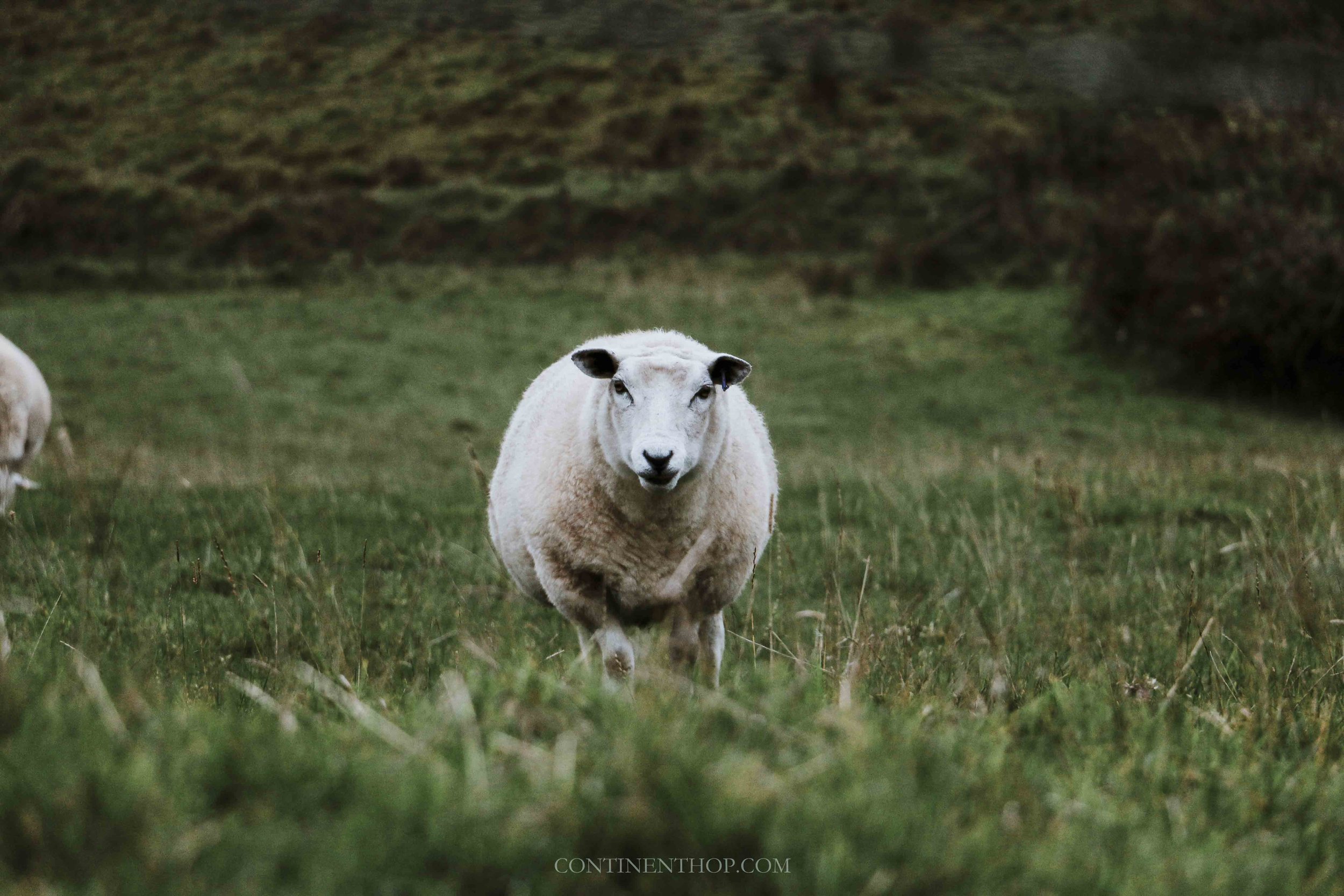 Sheep staring at camera on road trips northern ireland