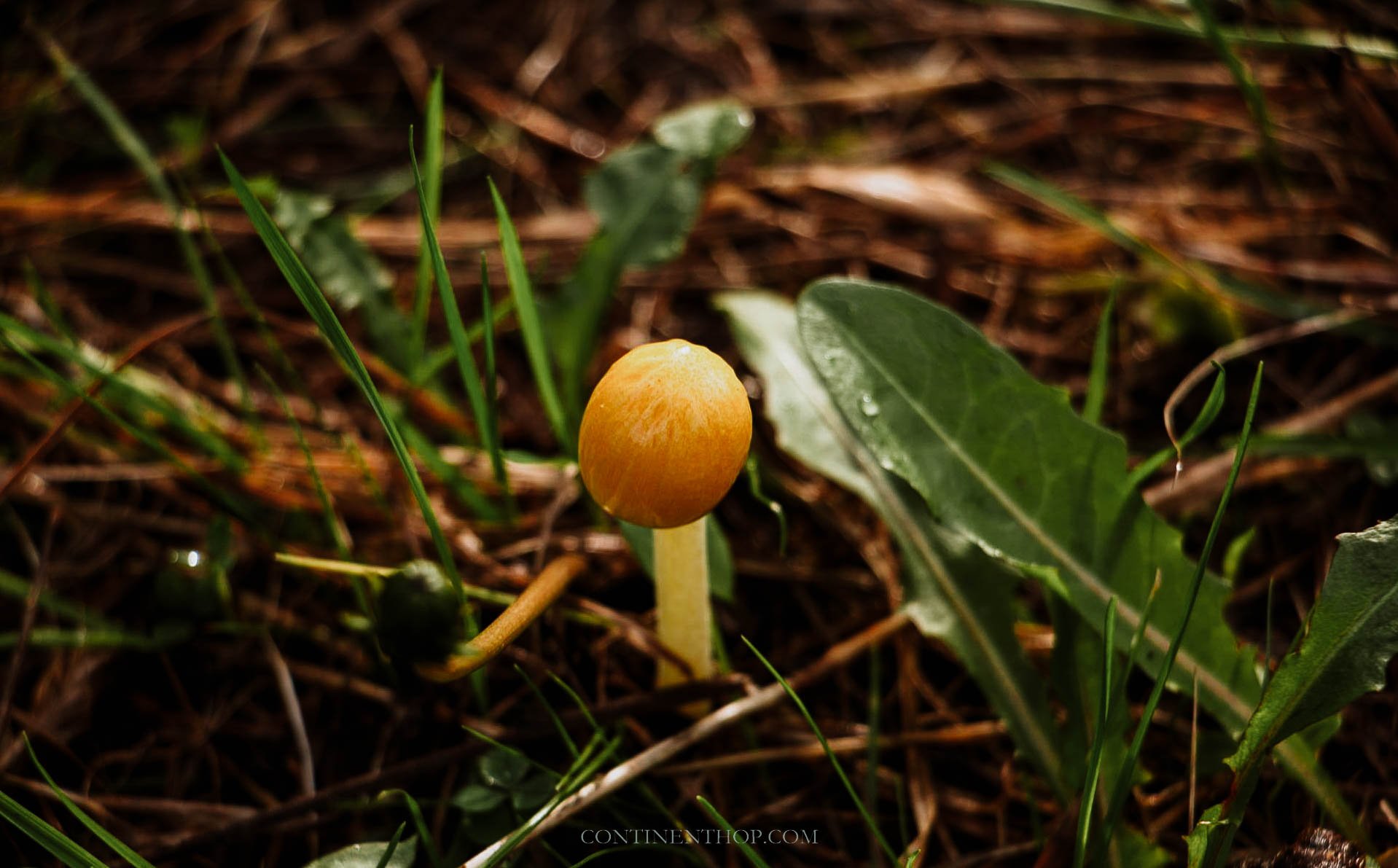 Yellow mushroom while foraging in castle ward things to do strangford